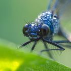 Prachtlibelle versteckt im Gras