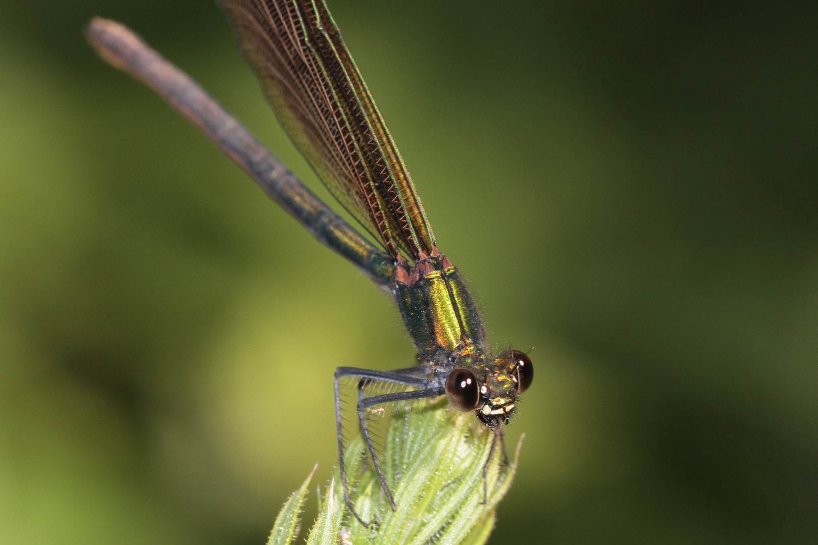 Prachtlibelle W. Gesicht IMG_1168