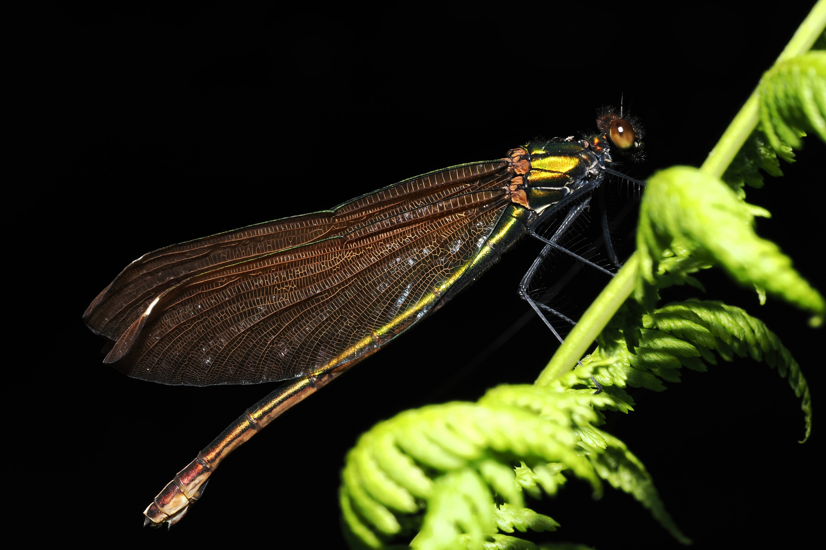 Prachtlibelle weibchen