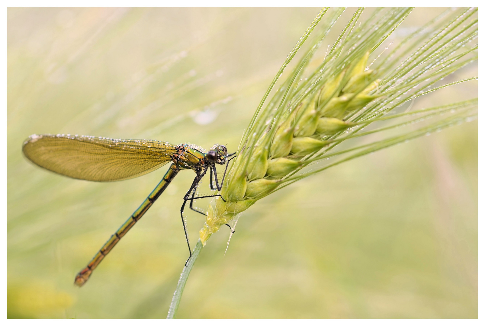 Prachtlibelle (Weibchen)