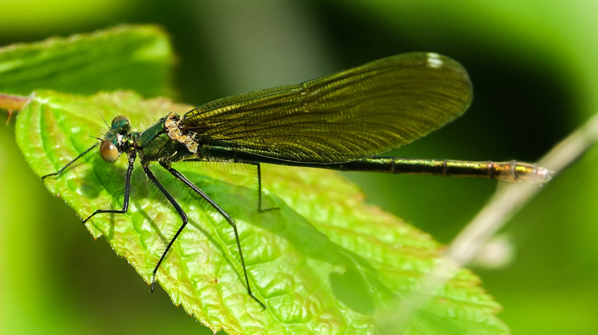 Prachtlibelle Weibchen