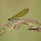 Prachtlibelle Weibchen