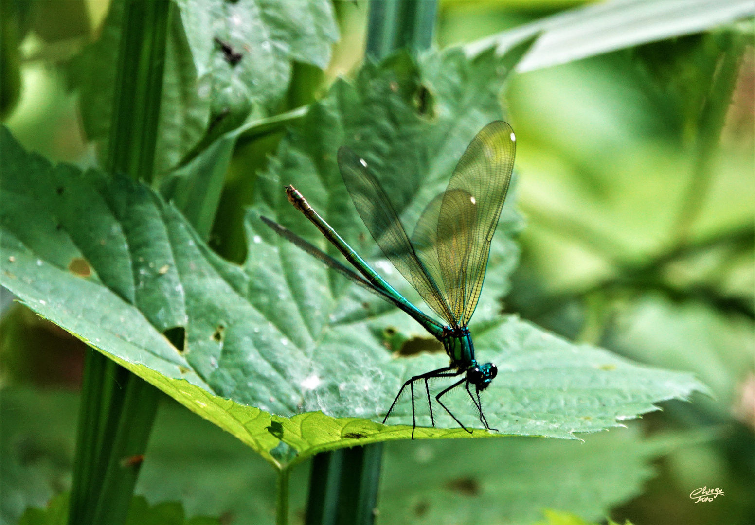 Prachtlibelle Weibchen