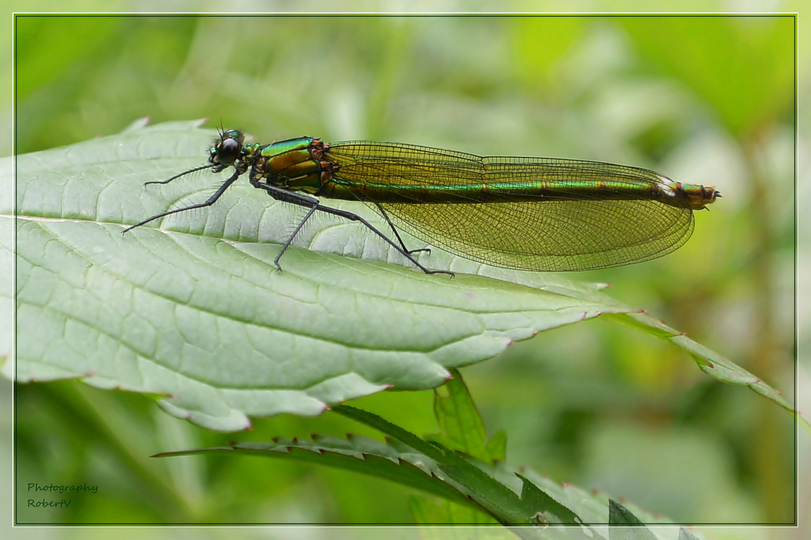 Prachtlibelle (Weibchen)