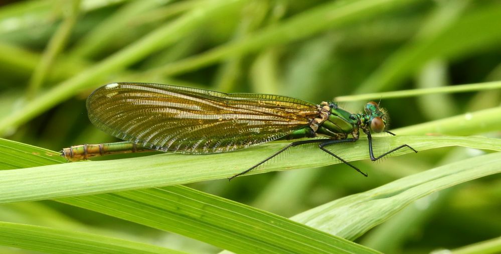 Prachtlibelle weiblich