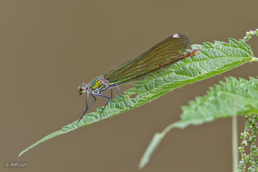 Prachtlibelle - weiblich