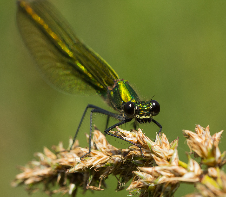 Prachtlibelle weiblich