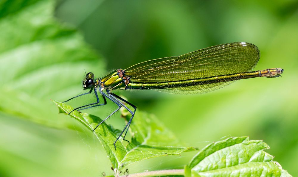 Prachtlibelle, weiblich