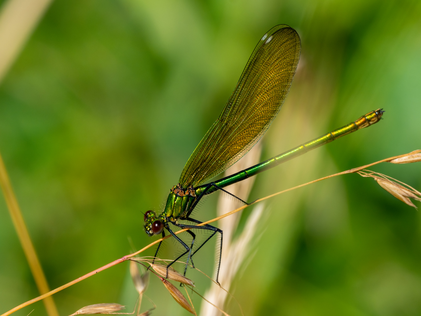 Prachtlibelle, weiblich