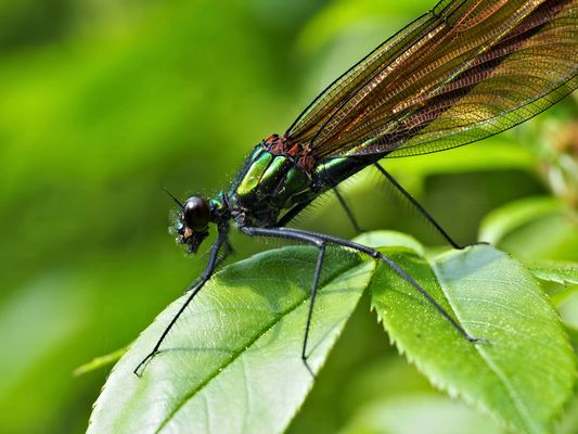 Prachtlibelle (weiblich)