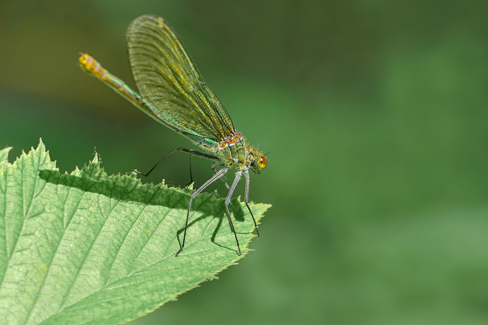 Prachtlibelle weiblich