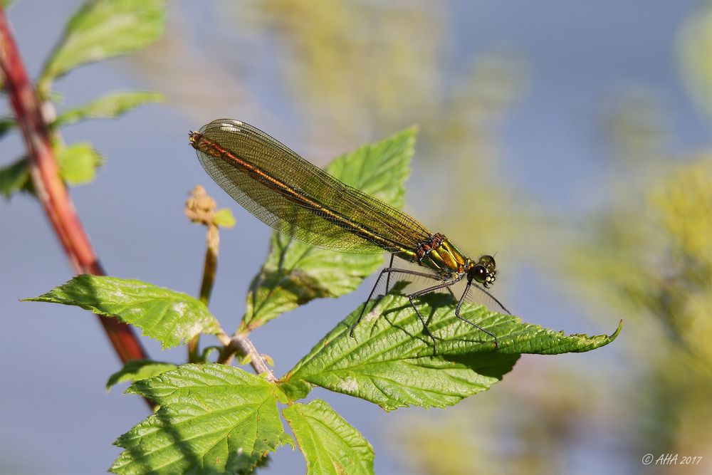 Prachtlibelle weiblich