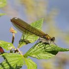 Prachtlibelle weiblich