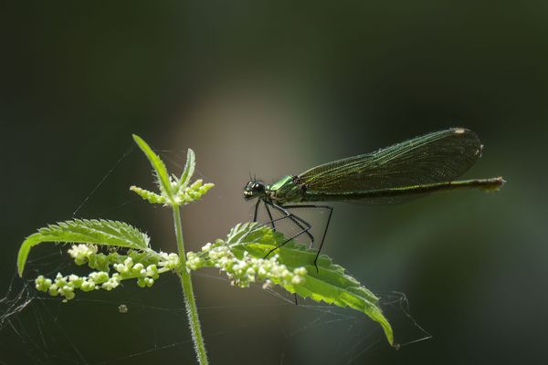   Prachtlibellen (Calopterygidae) 