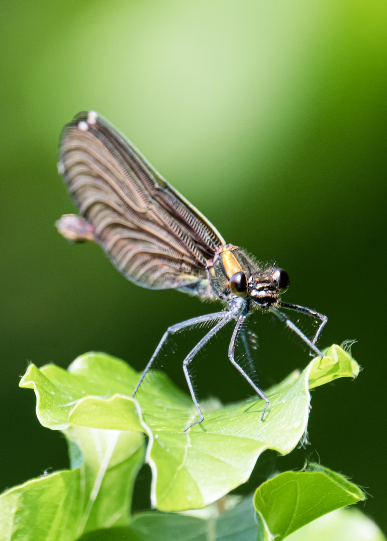 Prachtlibellen Calopterygidae