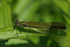 Prachtlibellen – Siesta?