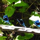 Prachtlibellen-Trio im Gänsemarsch