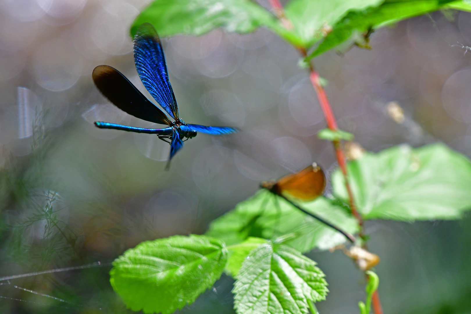 Prachtlibellenhochzeit Bild 1 (Calopteryx virgo)