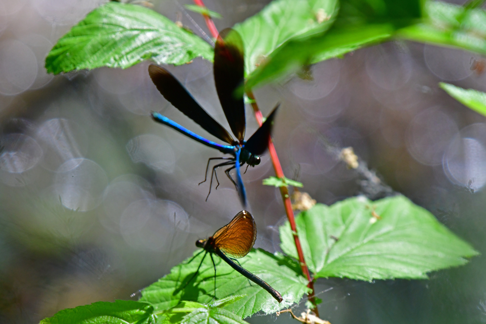 Prachtlibellenhochzeit: Bild 3 (Calopteryx virgo)