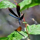 Prachtlibellenhochzeit: Bild 3 (Calopteryx virgo)