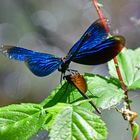 Prachtlibellenhochzeit: Bild 4 (Calopteryx virgo)