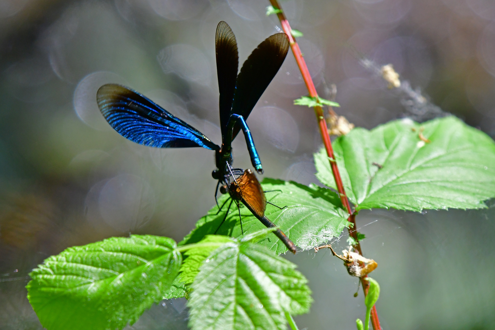 Prachtlibellenhochzeit: Bild 5 (Calopteryx virgo)