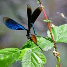 Prachtlibellenhochzeit: Bild 5 (Calopteryx virgo)