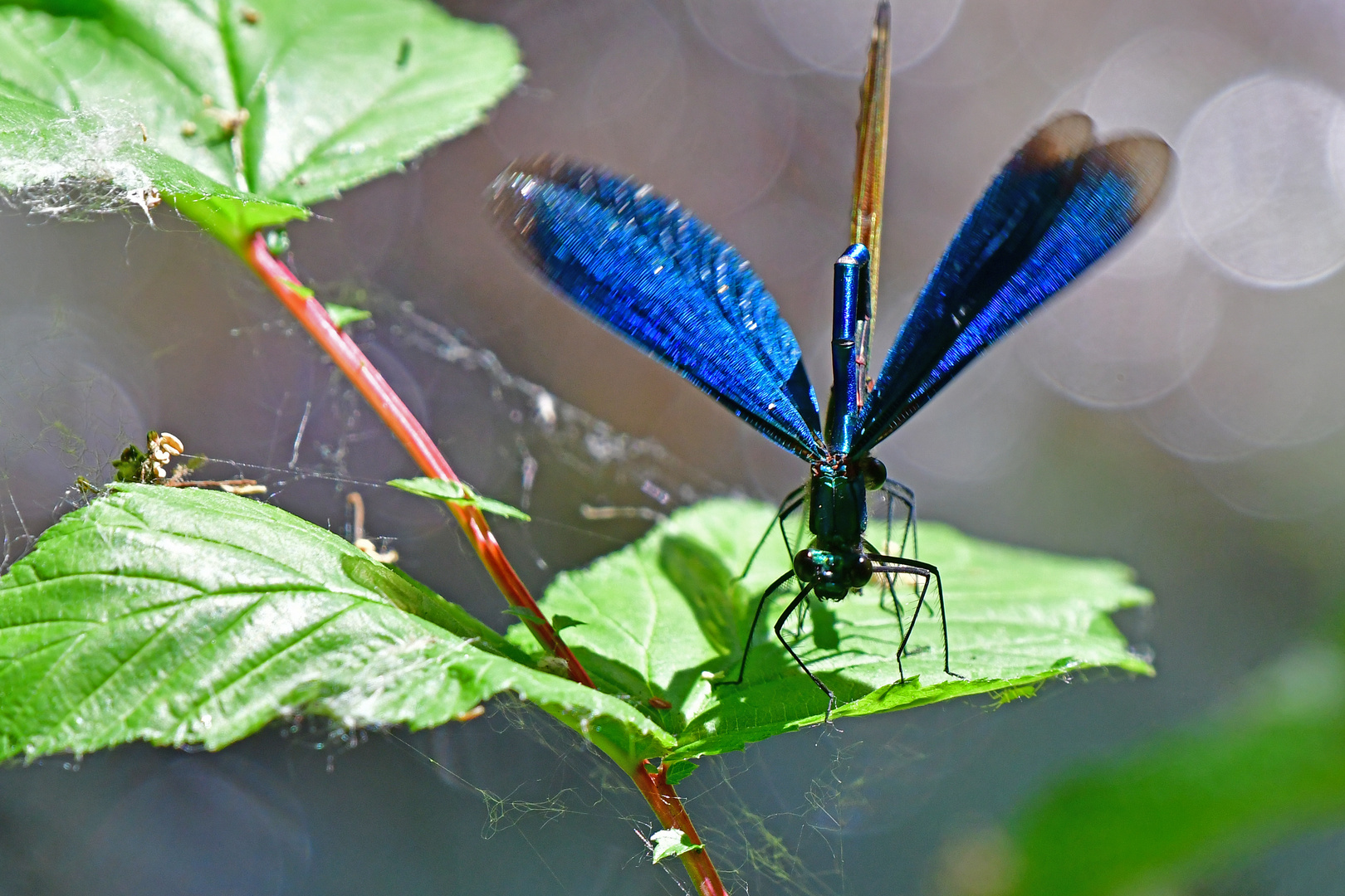 Prachtlibellenhochzeit: Bild 6. (Calopteryx virgo)