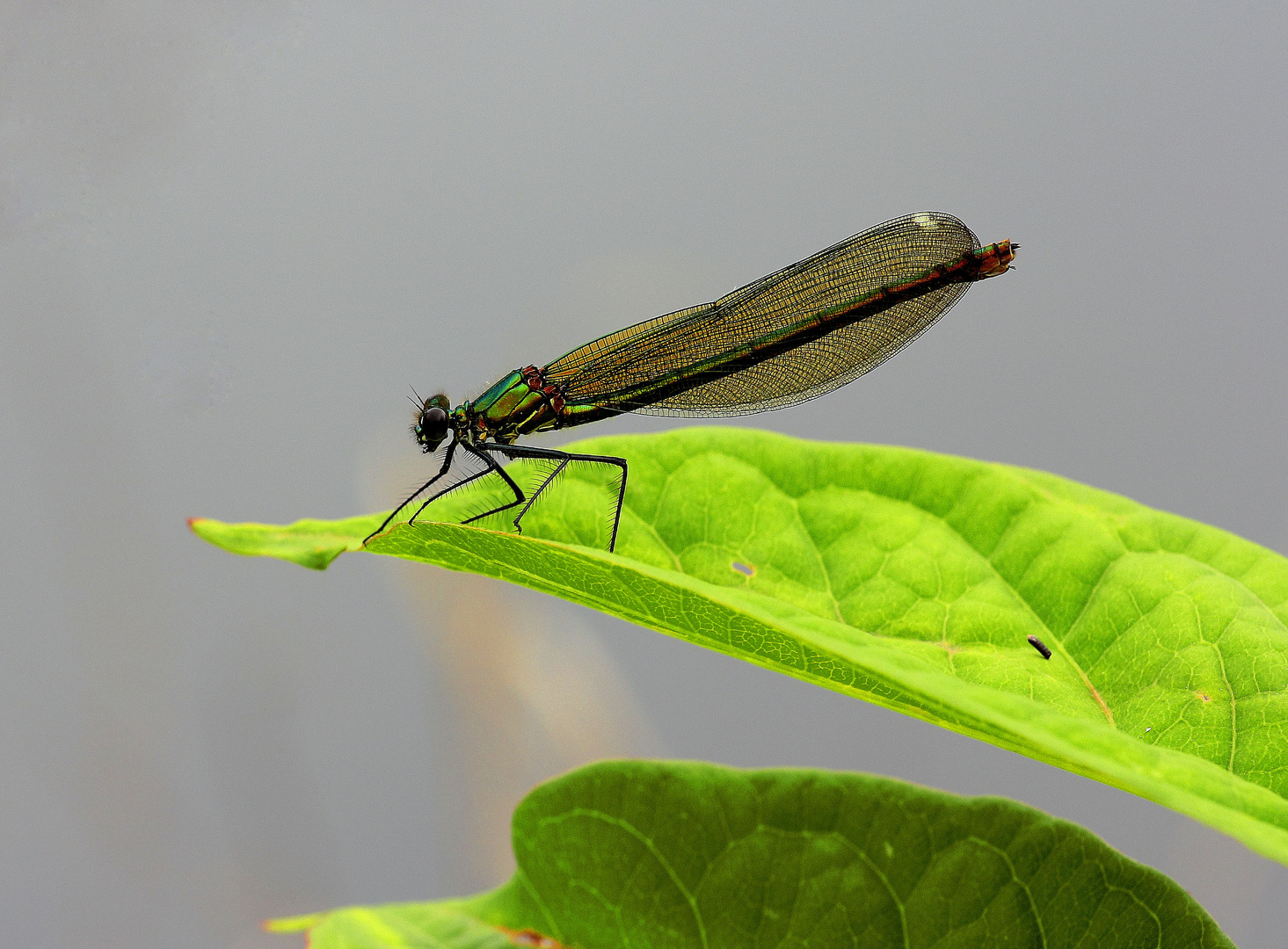 Prachtlibelle(Weibchen)