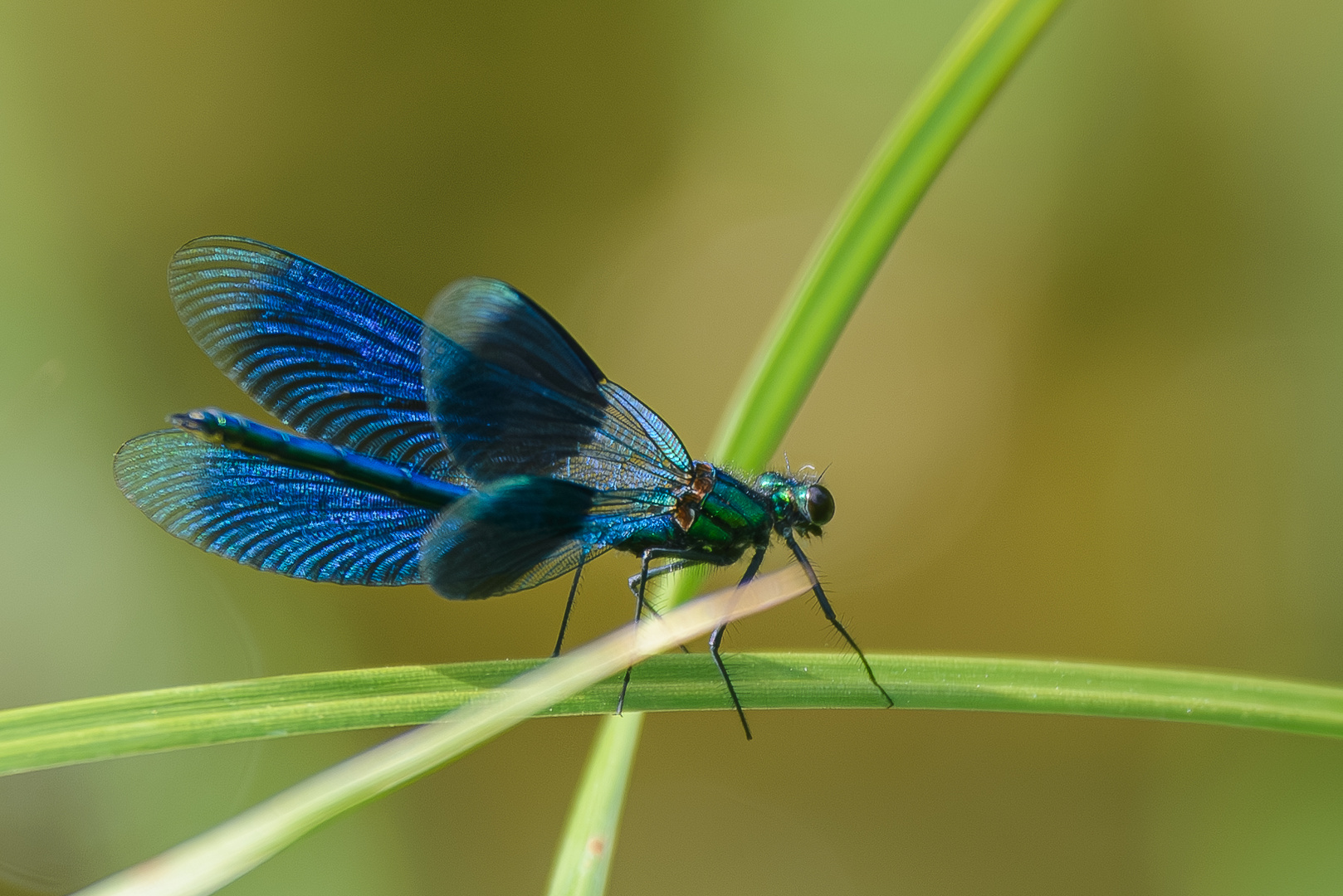 Prachtliebelle zum „Blauen Montag“. 