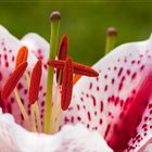 Prachtlilien (Lilium speciosum)