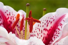 Prachtlilien (Lilium speciosum)