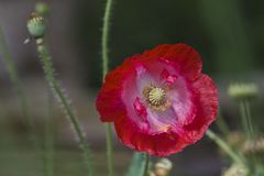 Prachtmohn