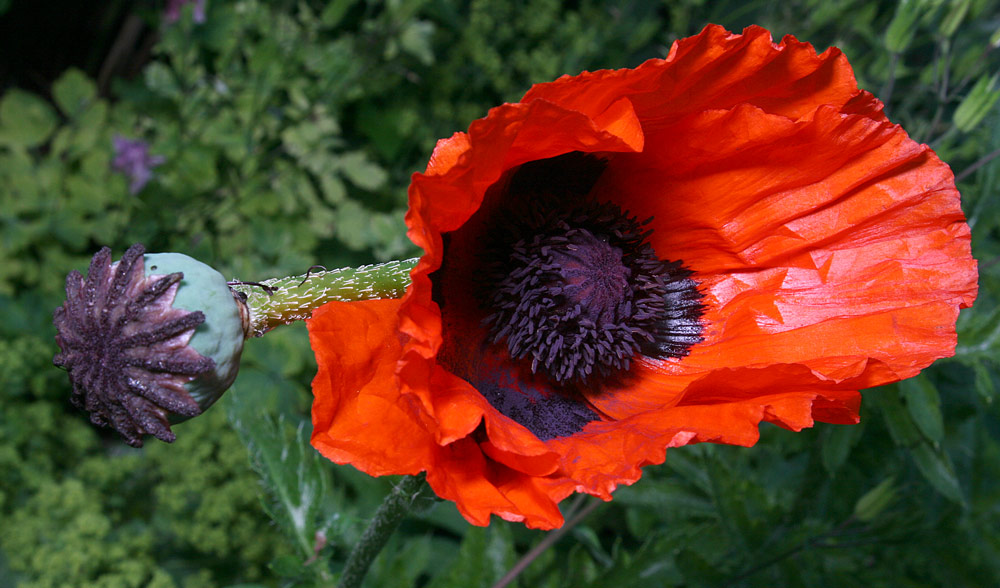 PRACHTMOHN 3