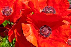 Prachtmohn