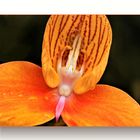 Prachtorchidee