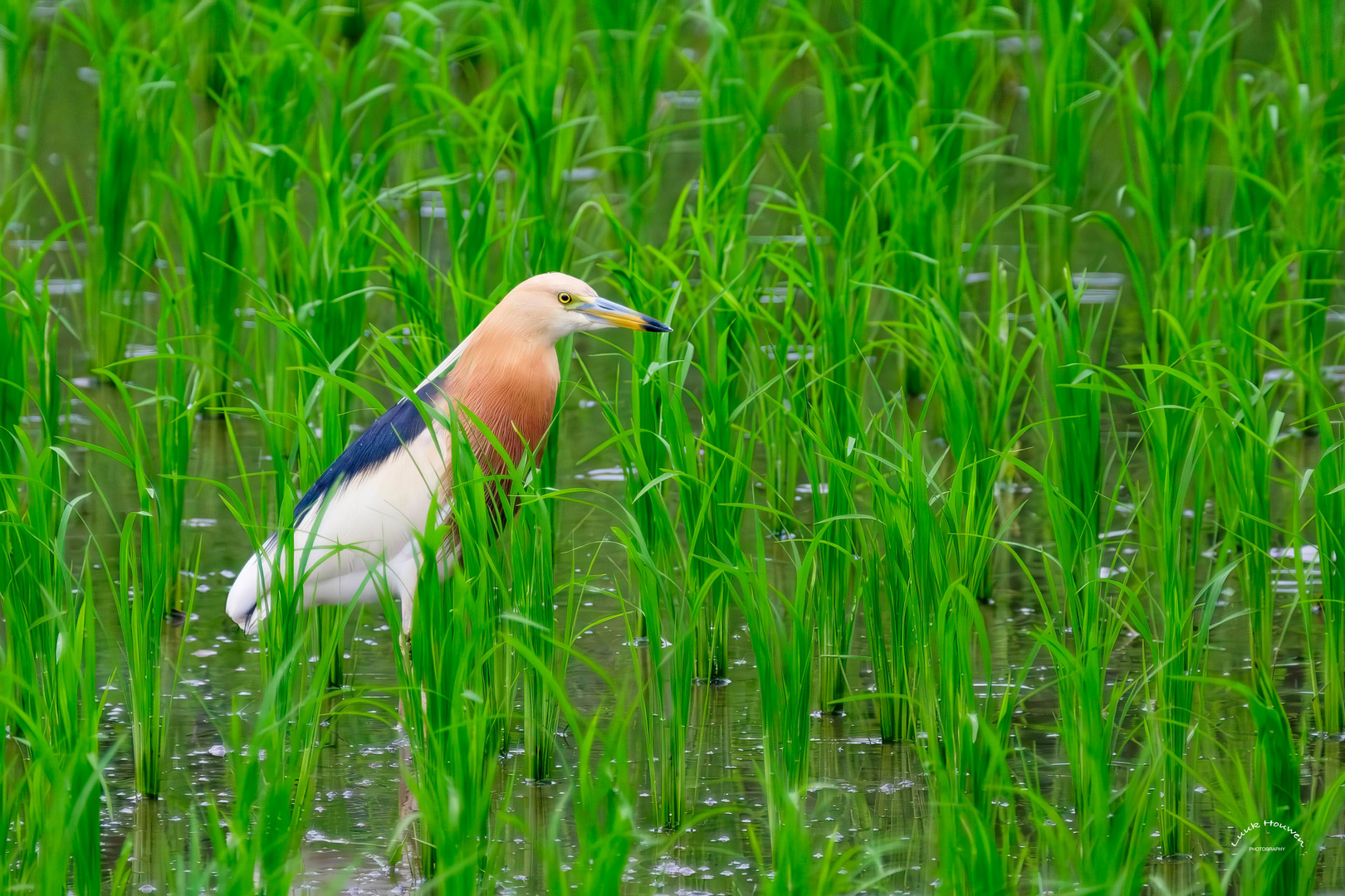 Prachtreiher / Javan pond heron (Ardeola speciosa)