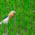 Prachtreiher / Javan pond heron (Ardeola speciosa)