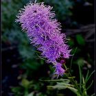 "Prachtscharchte"Blume  im Garten 