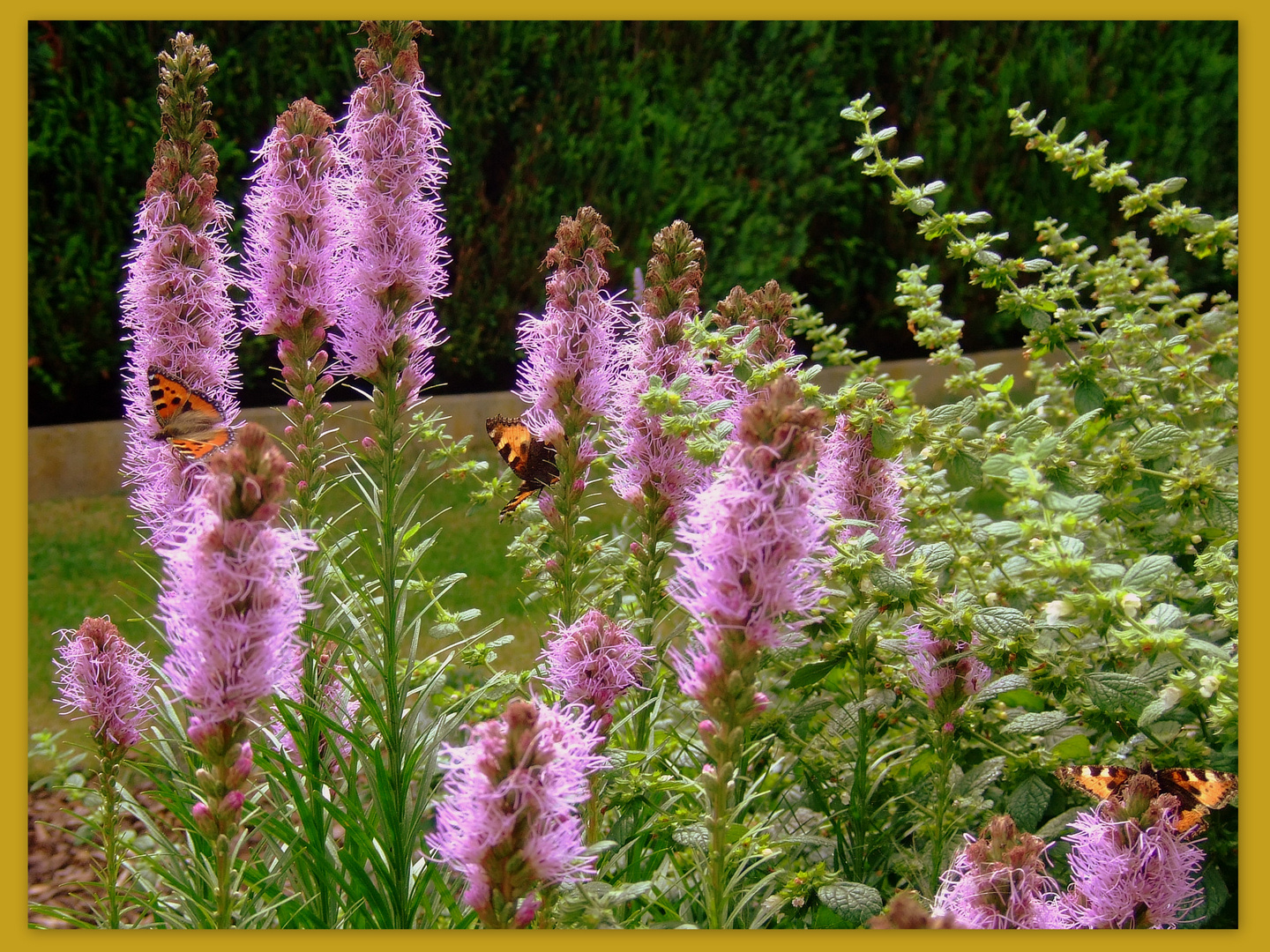 -Prachtscharte-Liatris spicata-