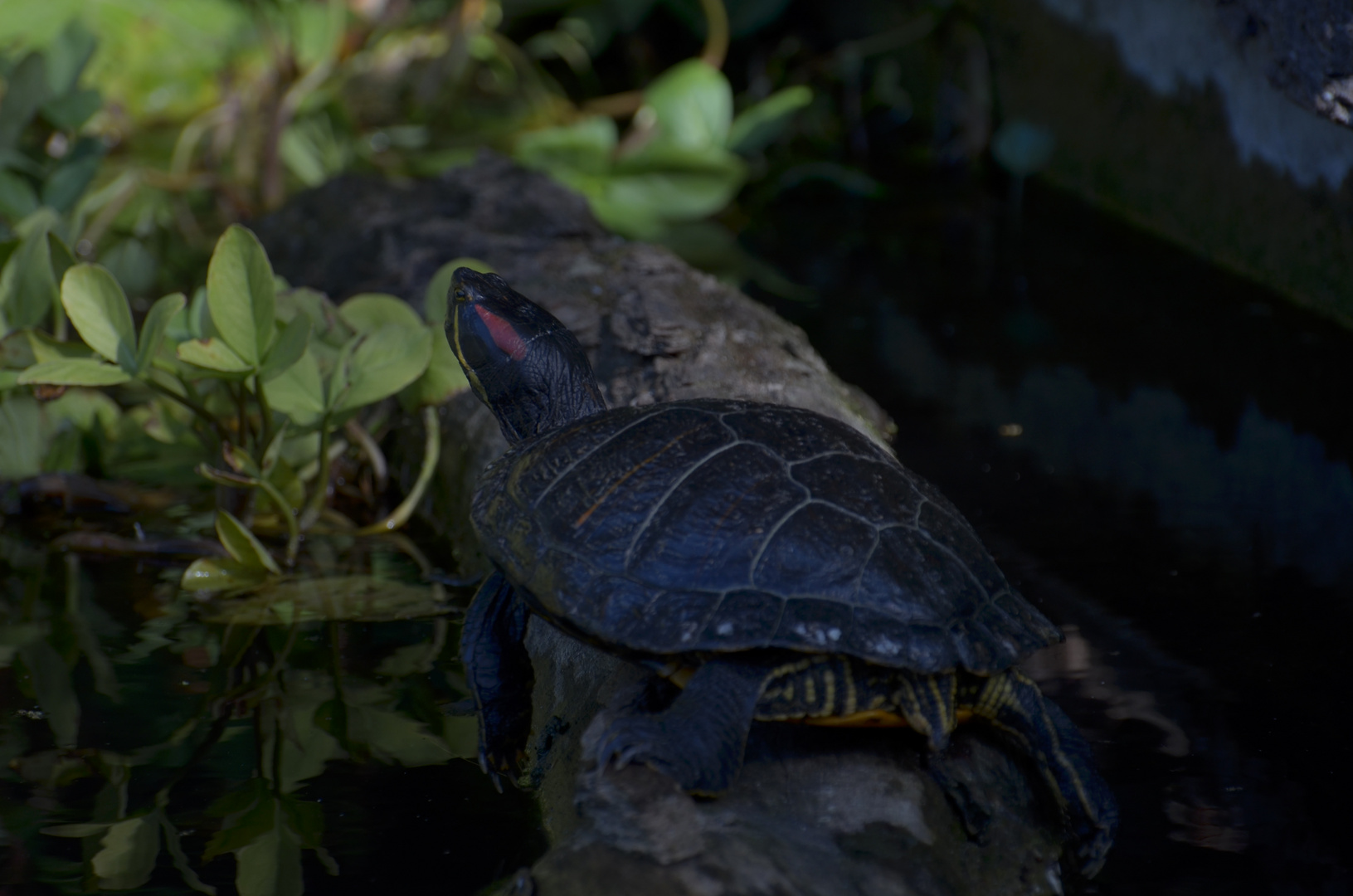 Prachtschildkröte Zoo Krefeld