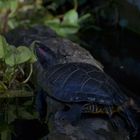 Prachtschildkröte Zoo Krefeld