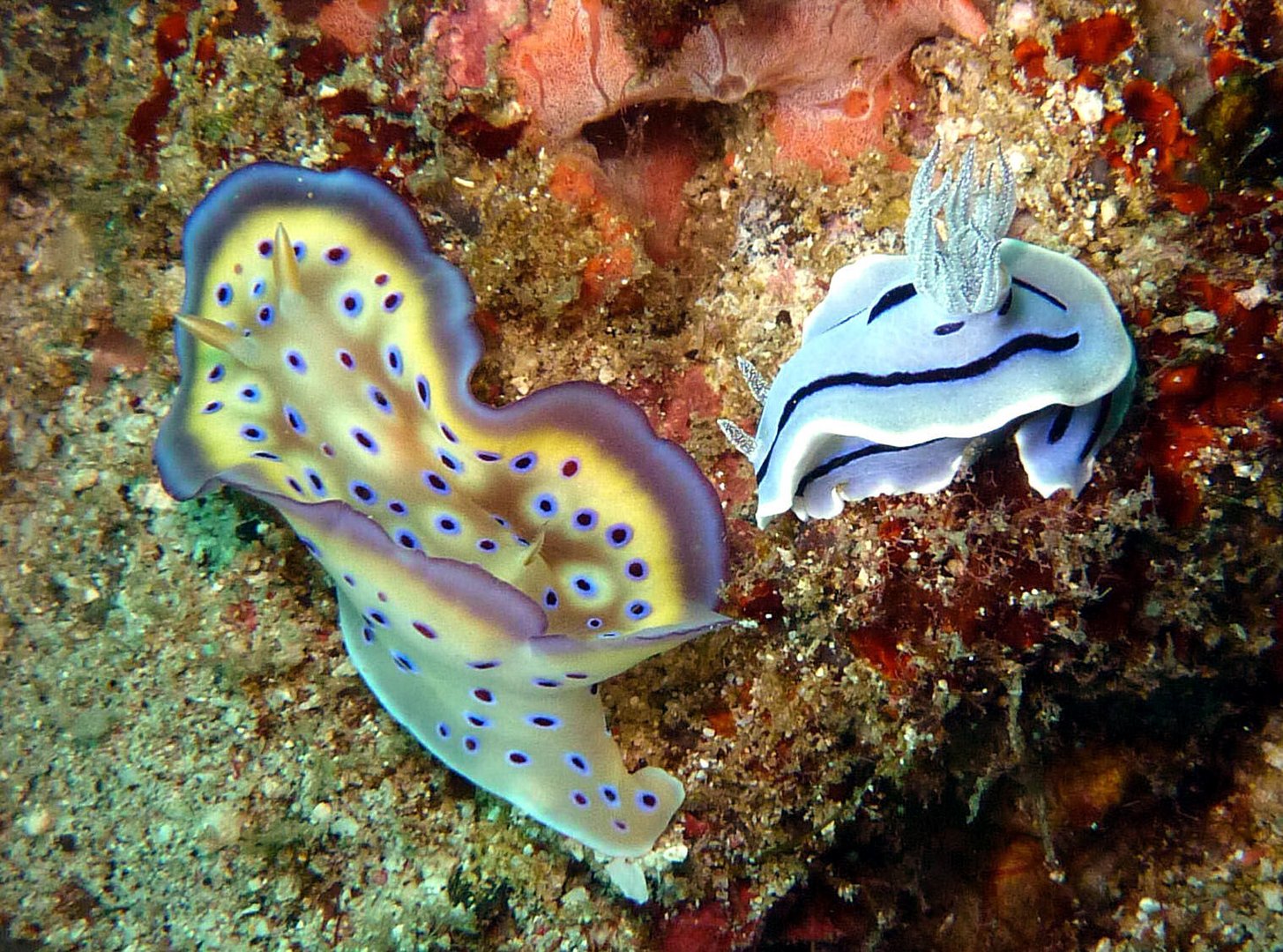 Prachtschnecken Foto & Bild unterwasser, uwsalzwasser, naturkreativ