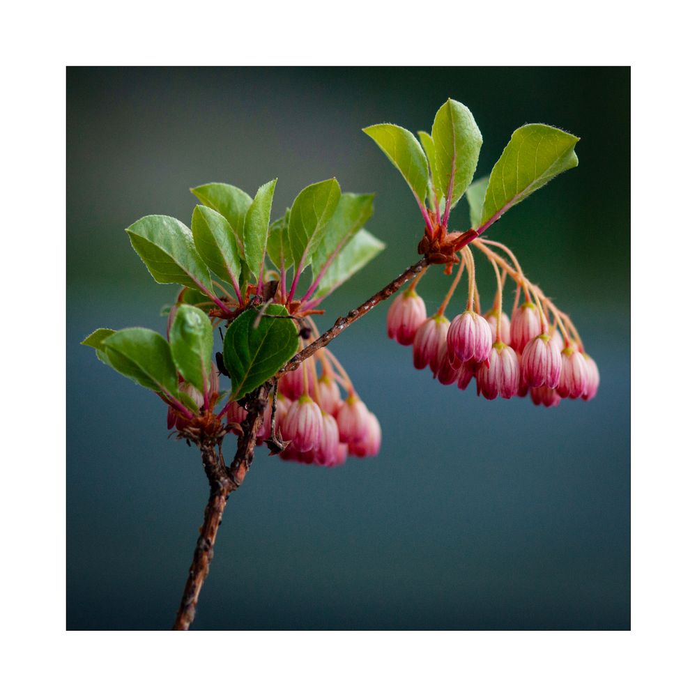 Prachtsglocken Foto & Bild | flora, gehölz, daniel streit Bilder auf