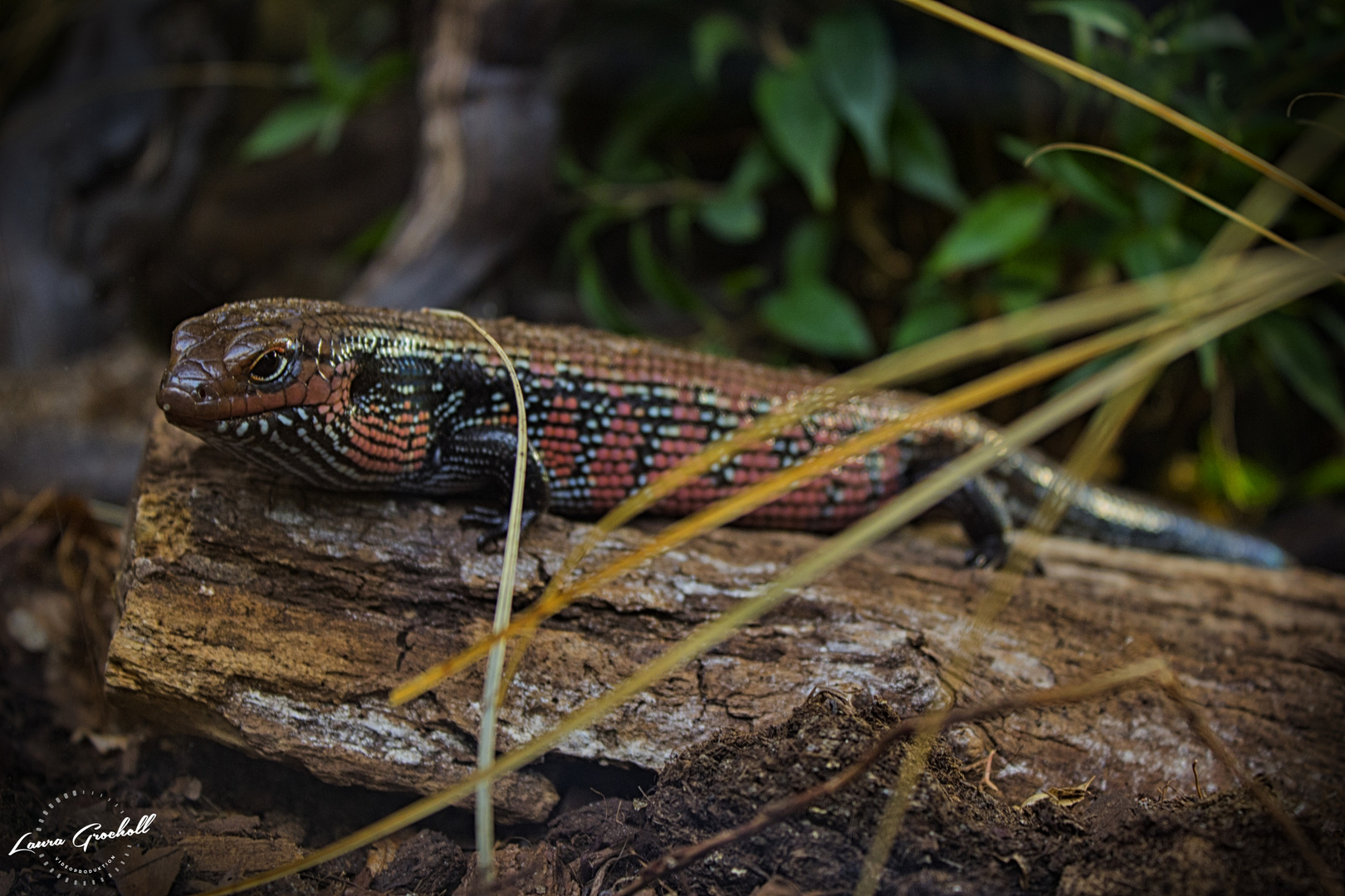 Prachtskink