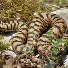 Prachtsstück (Vipera a.aspis)