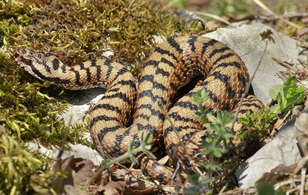 Prachtsstück (Vipera a.aspis)