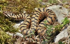 Prachtsstück (Vipera a.aspis)