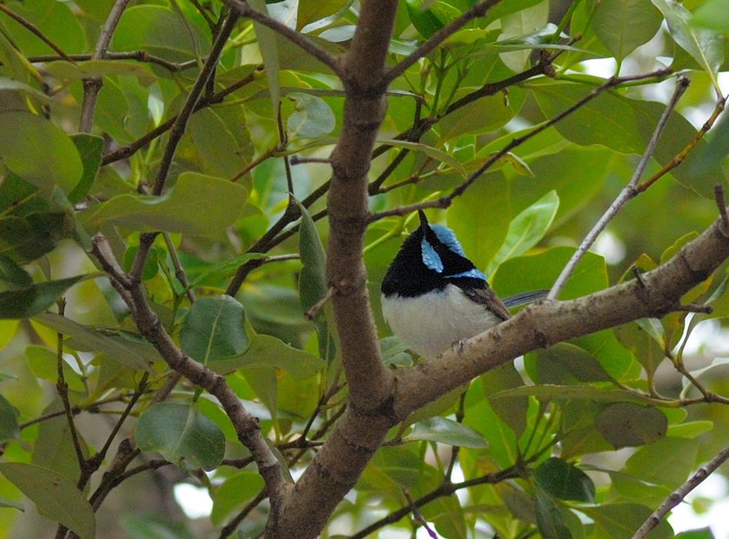 Prachtstaffelschwanz (Blue Wren)