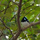 Prachtstaffelschwanz (Blue Wren)